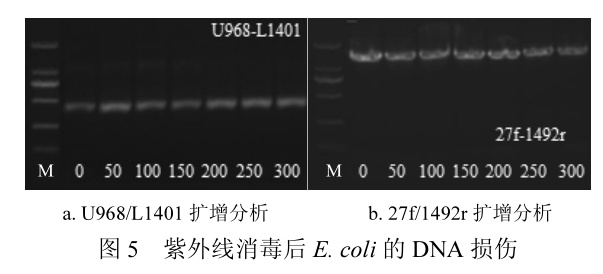 紫外线对大肠杆菌DNA的损伤